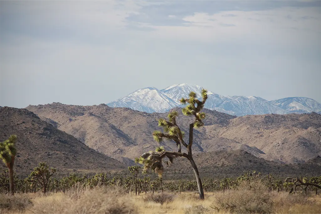 A Joshua Tree center frame, with mountains rising in the background, some of the furthest of which have snowy peaks